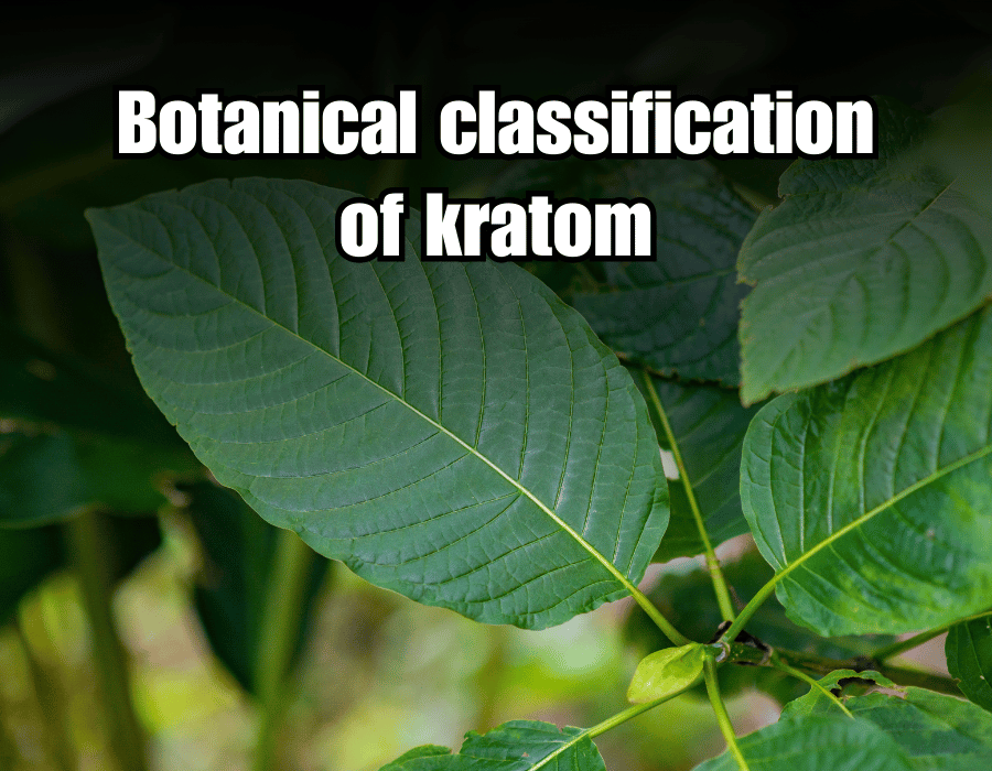 Botanical classification of kratom – Phylum, Category. Order. Family, Genus, Species