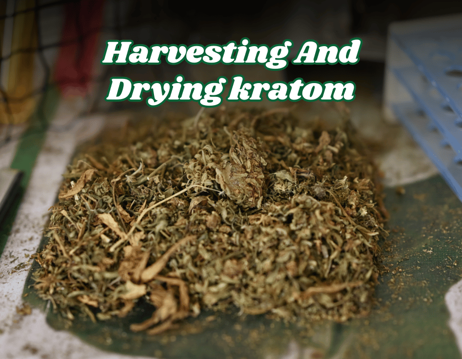 Harvesting of kratom