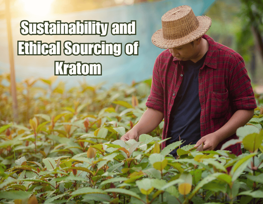 Sustainability and Ethical Sourcing of Kratom