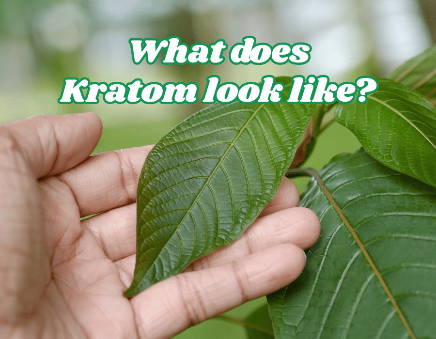 What does Kratom look like?