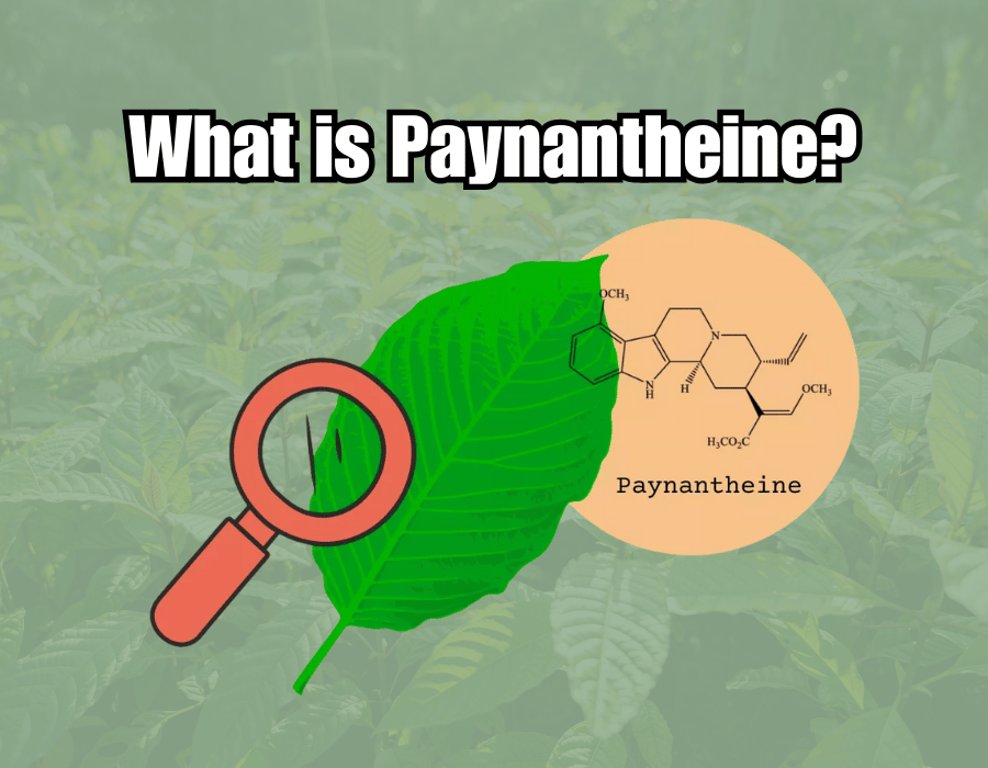 What is Paynantheine?