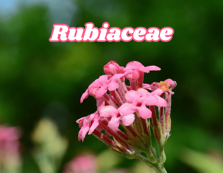 What is Rubiaceae?